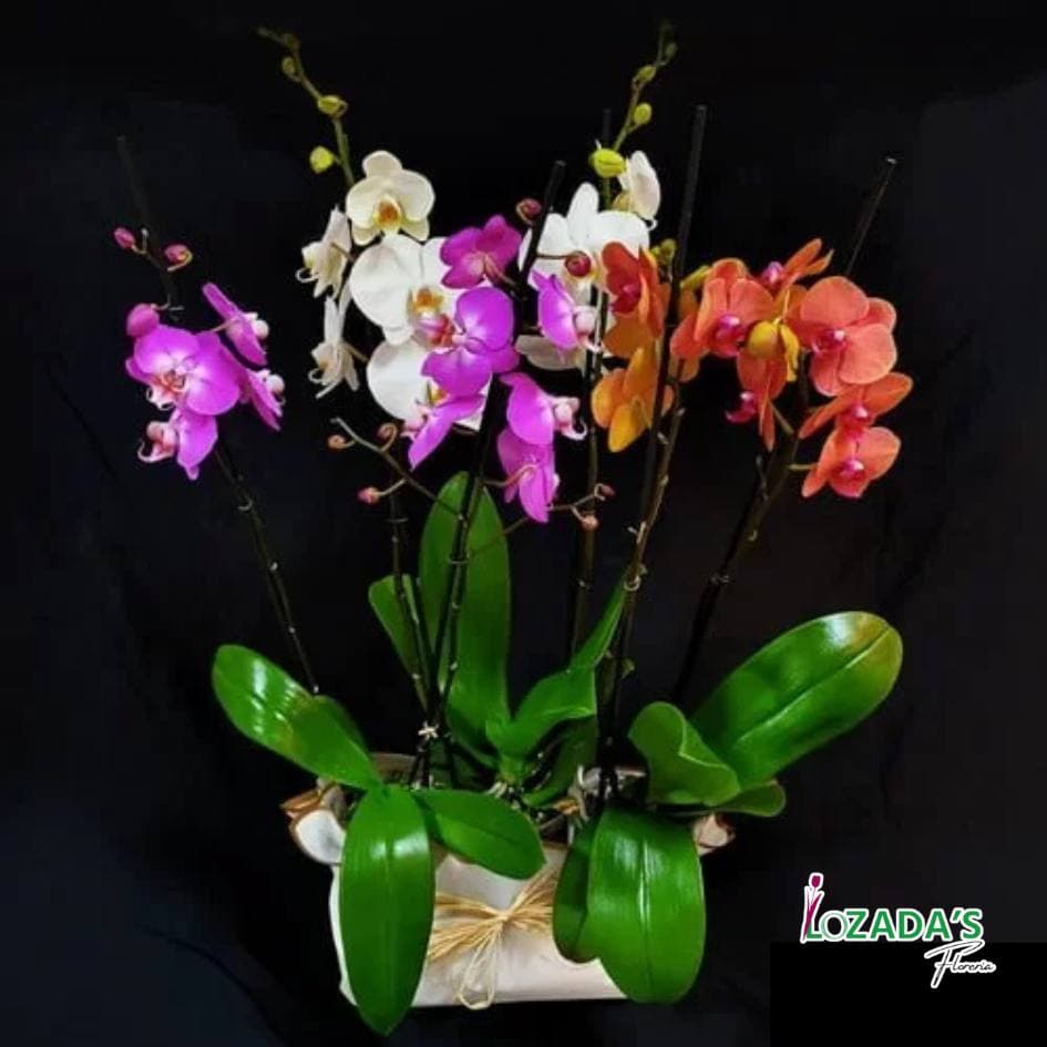 Trío de Orquídeas Doble Vara 🌸🌿✨