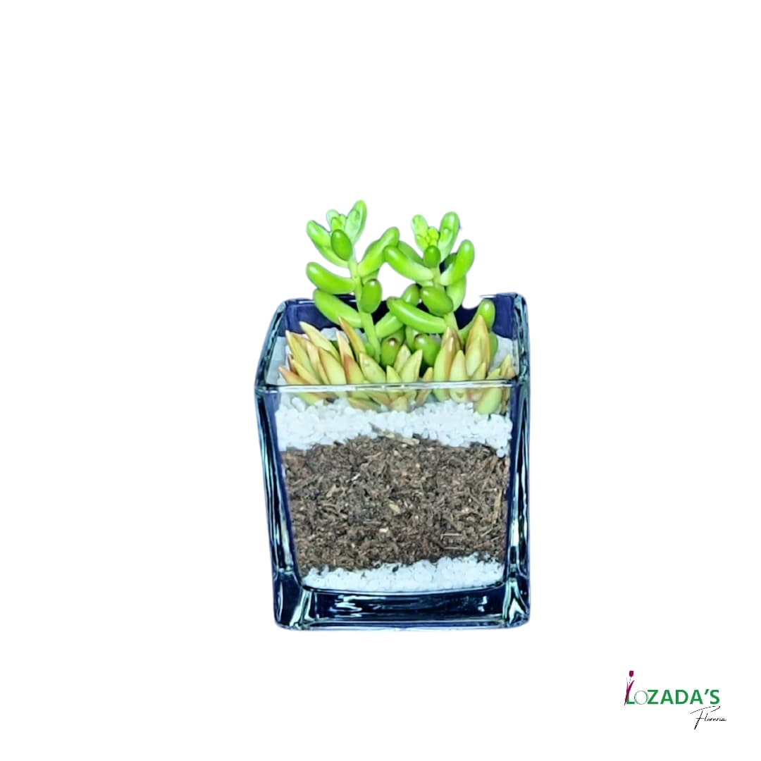 Jardín de Suculentas en Pecera Cuadrada – Diseño Vivo y Minimalista