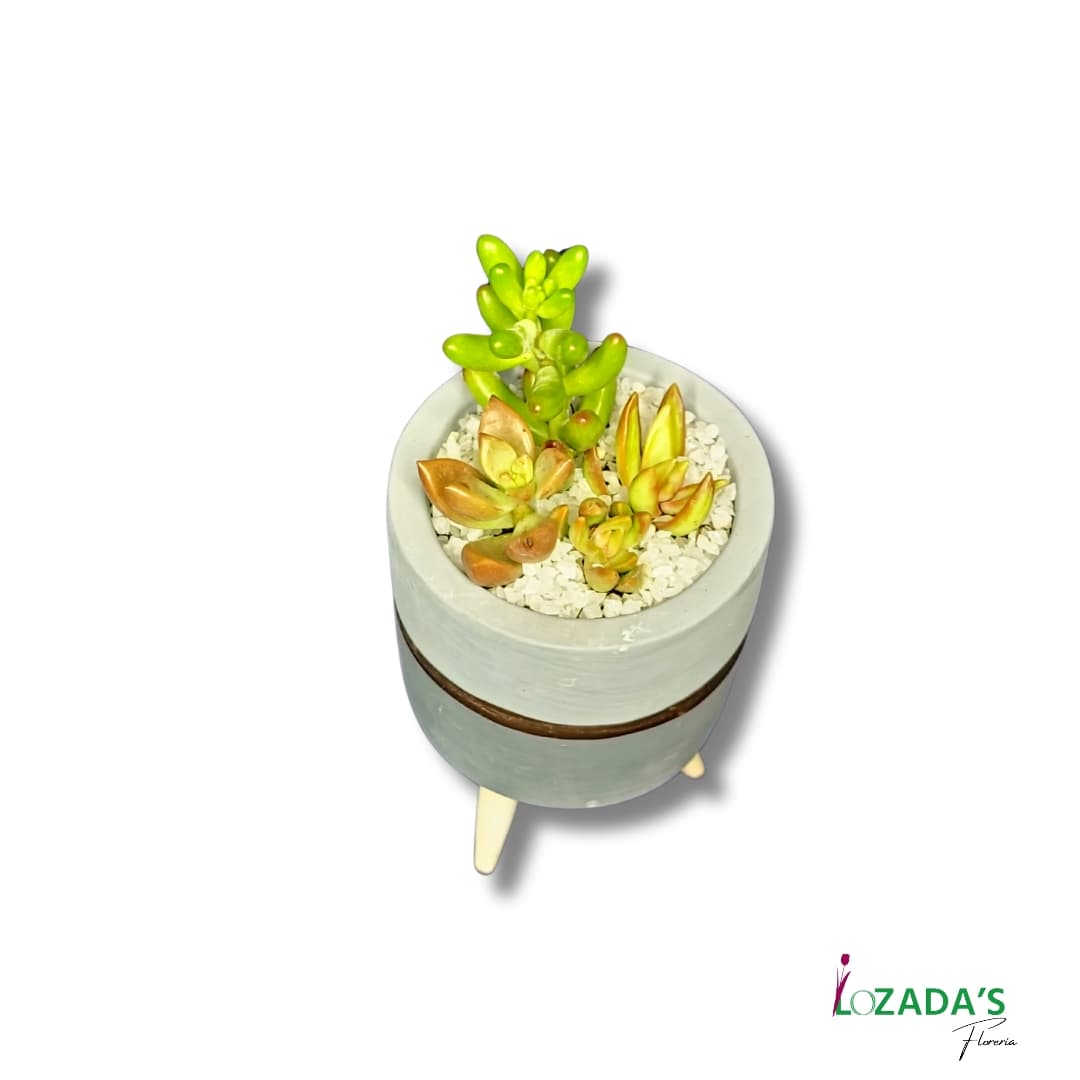 Mini Jardín de Suculentas en Maceta Moderna – Estilo y Vida en Pequeño Formato