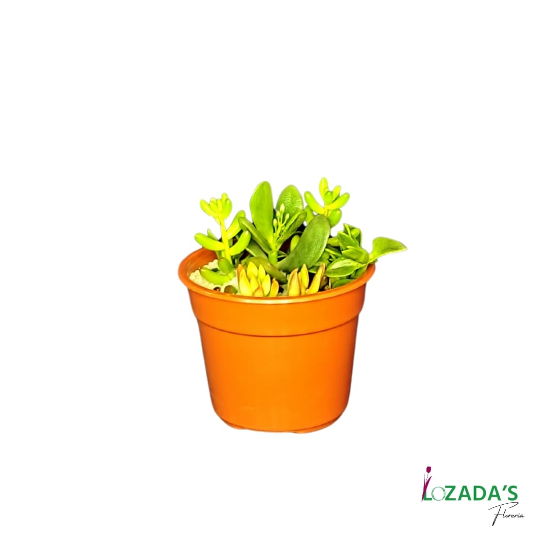 Mini Jardín de Suculentas en Maceta Clásica – Belleza Natural al Alcance de Todos