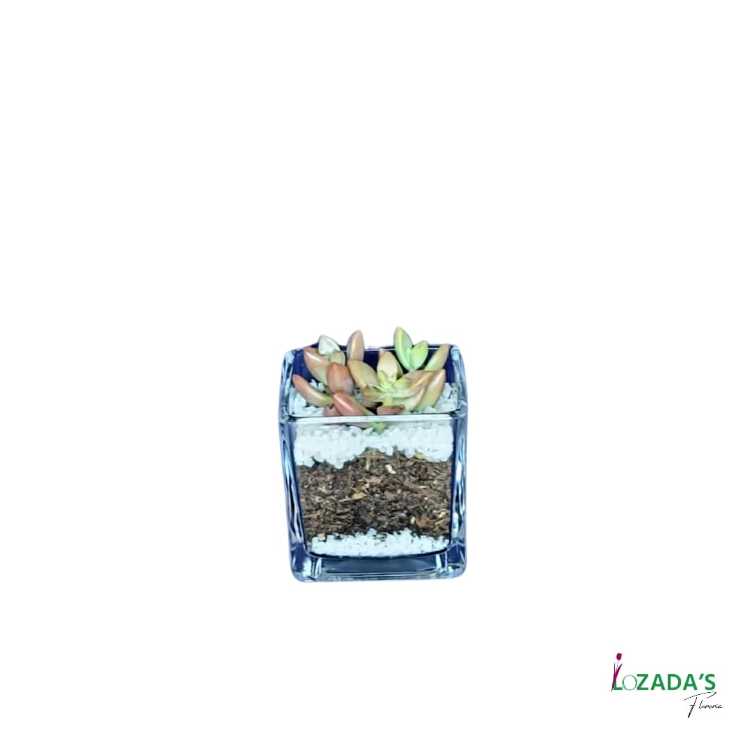 Mini Jardín de Suculentas en Pecera de Vidrio – Elegancia en Tamaño Compacto