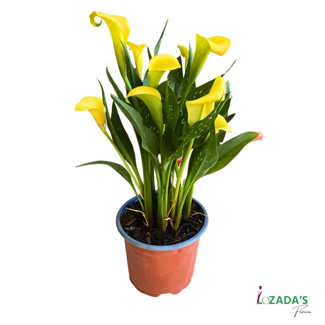 💛 Cala Amarilla Natural – Elegancia y Luz en una Flor