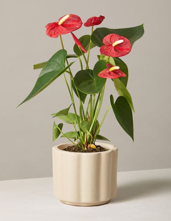 Planta Anturio Rojo