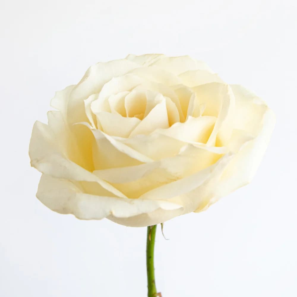 Rosa Blanca