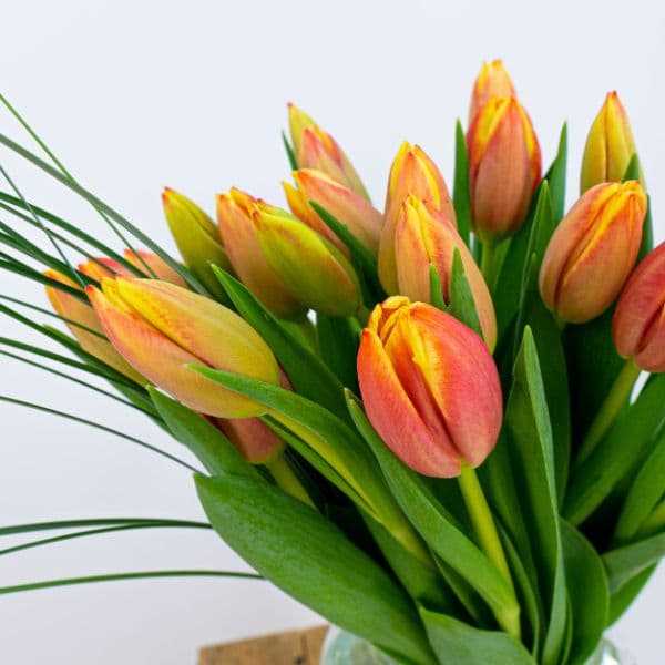 Tulipán